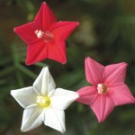 گياه باغي: پیچک سَرو ِچَمان