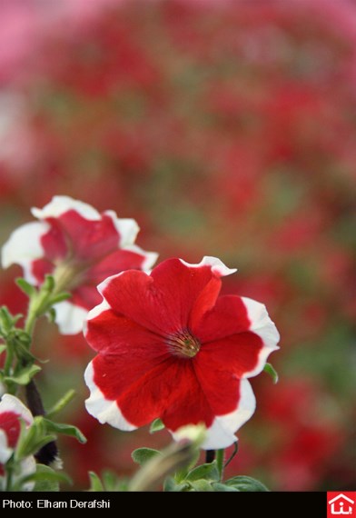 /گزارش تصویری/ دوازدهمین نمایشگاه بین المللی گل و گیاه در بوستان گفتگو