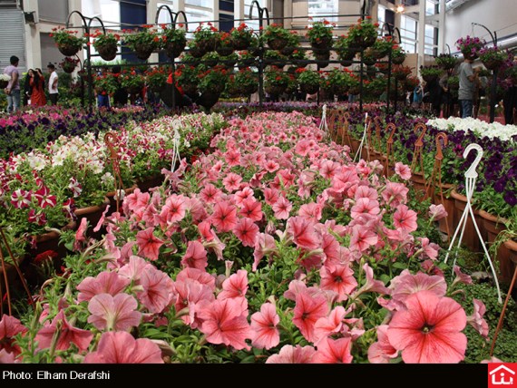 /گزارش تصویری/ دوازدهمین نمایشگاه بین المللی گل و گیاه در بوستان گفتگو