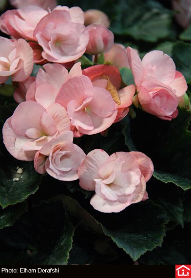 /گزارش تصویری/ دوازدهمین نمایشگاه بین المللی گل و گیاه در بوستان گفتگو