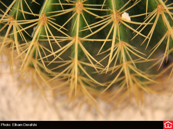 /گزارش تصویری/ دوازدهمین نمایشگاه بین المللی گل و گیاه در بوستان گفتگو