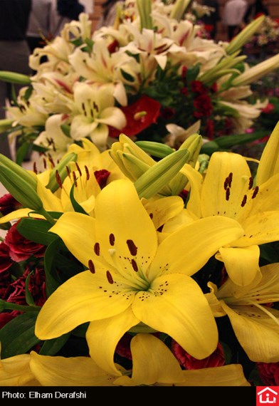 /گزارش تصویری/ دوازدهمین نمایشگاه بین المللی گل و گیاه در بوستان گفتگو