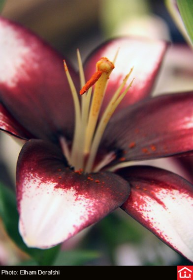 /گزارش تصویری/ دوازدهمین نمایشگاه بین المللی گل و گیاه در بوستان گفتگو