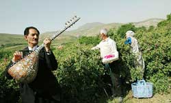 خبرگزاری فارس: جشنواره گل و گلاب در برزک برگزار می‌شود