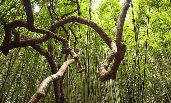 درخت های جالب و عجیب, درخت های جالب, درخت های عجیب, جالب و عجیب