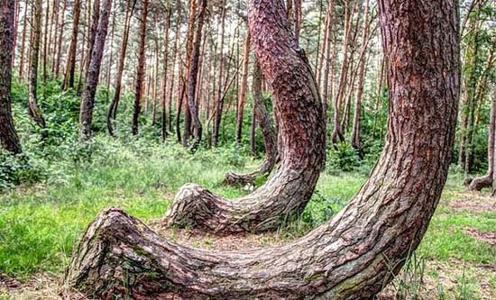 درخت های جالب و عجیب, درخت های جالب, درخت های عجیب, جالب و عجیب