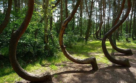 درخت های جالب و عجیب, درخت های جالب, درخت های عجیب, جالب و عجیب