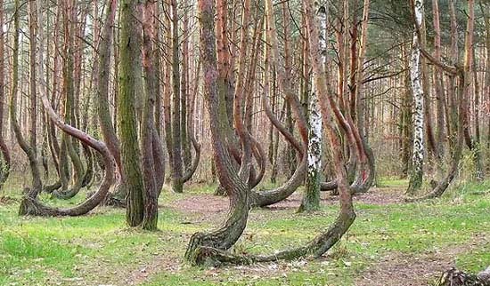 درخت های جالب و عجیب, درخت های جالب, درخت های عجیب, جالب و عجیب