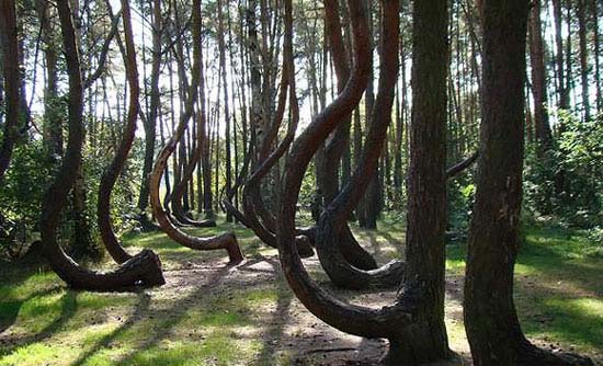 درخت های جالب و عجیب, درخت های جالب, درخت های عجیب, جالب و عجیب