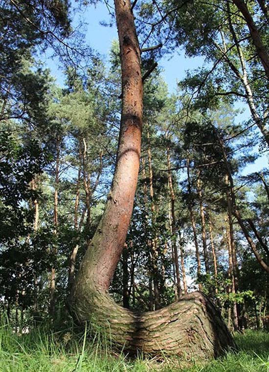 درخت های جالب و عجیب, درخت های جالب, درخت های عجیب, جالب و عجیب