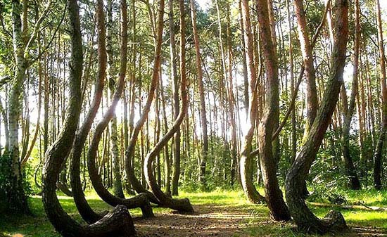 درخت های جالب و عجیب, درخت های جالب, درخت های عجیب, جالب و عجیب