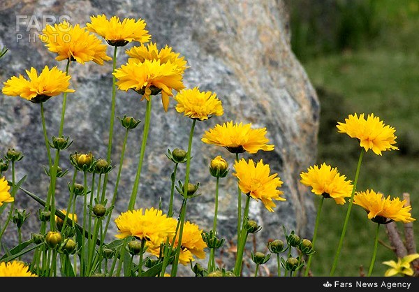 باغ گیاه شناسی+عکس