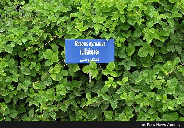 باغ گیاه شناسی+عکس