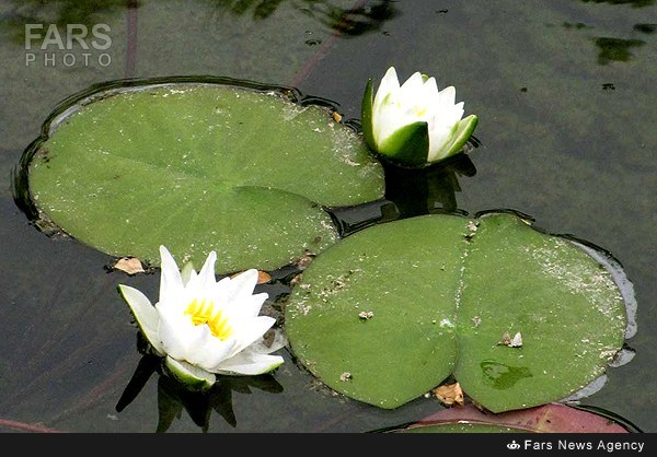 باغ گیاه شناسی+عکس