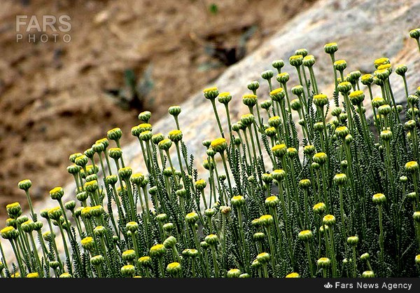 باغ گیاه شناسی+عکس