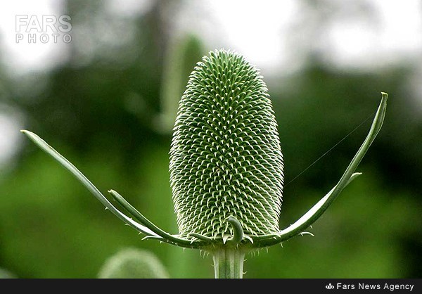 باغ گیاه شناسی+عکس