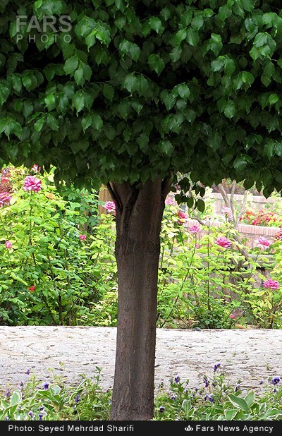 باغ گیاه شناسی+عکس