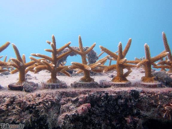 عکس های زیبا از گلخانه ای در اعماق دریا