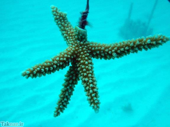 عکس های زیبا از گلخانه ای در اعماق دریا