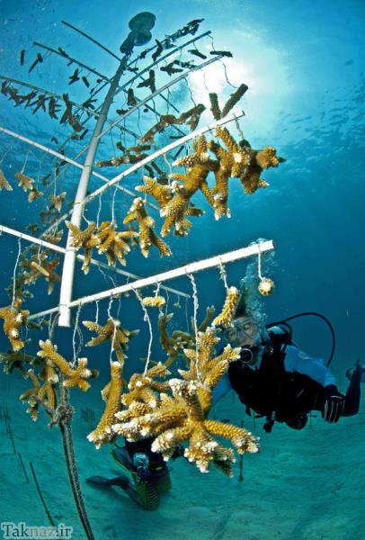 عکس های زیبا از گلخانه ای در اعماق دریا