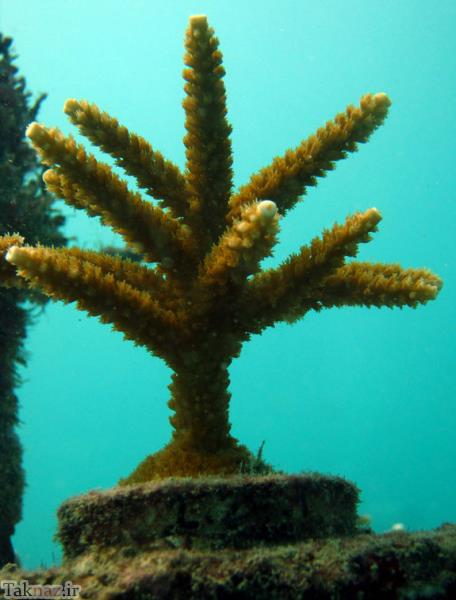 عکس های زیبا از گلخانه ای در اعماق دریا