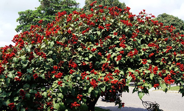 درخت رژلب در منطقه آمازون (+عکس)