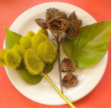 درخت رژلب در منطقه آمازون (+عکس)