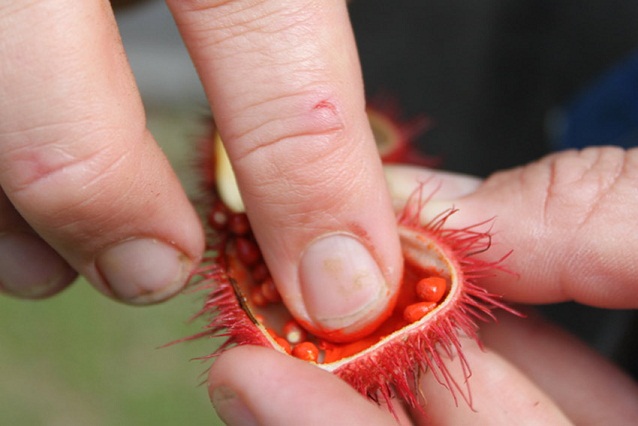 درخت رژلب در منطقه آمازون (+عکس)