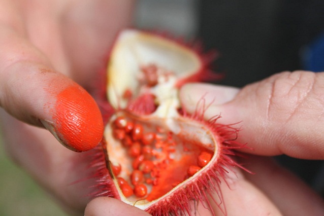 درخت رژلب در منطقه آمازون (+عکس)