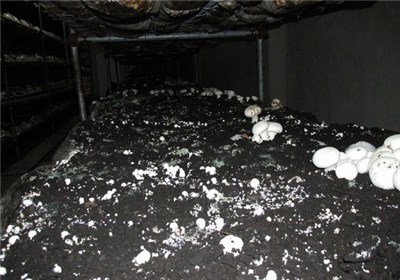 قارچ‌دکمه‌ای صومعه ‌سرا 3