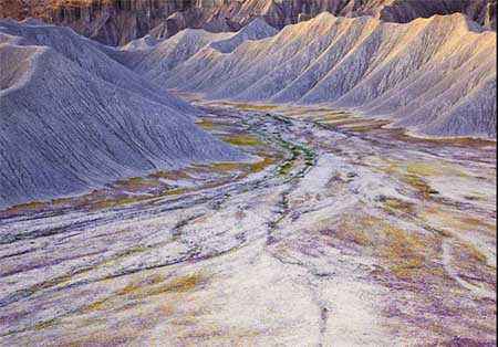 کویری پُر از شکوفه +تصاویر