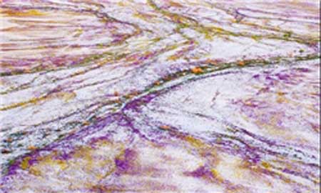 کویری پُر از شکوفه +تصاویر