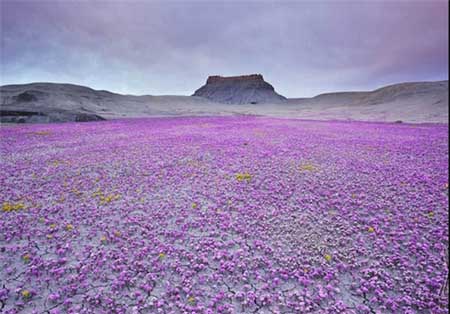 کویری پُر از شکوفه +تصاویر