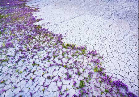 کویری پُر از شکوفه +تصاویر