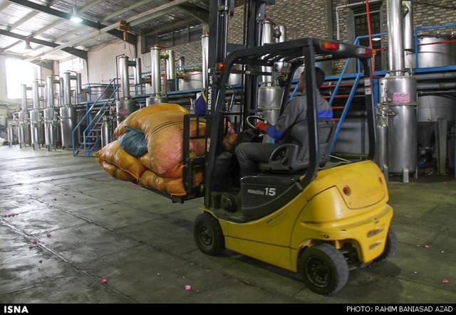 برداشت گل محمدی در لاله زار کرمان (عکس)