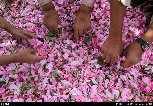 برداشت گل محمدی در لاله زار کرمان (عکس)