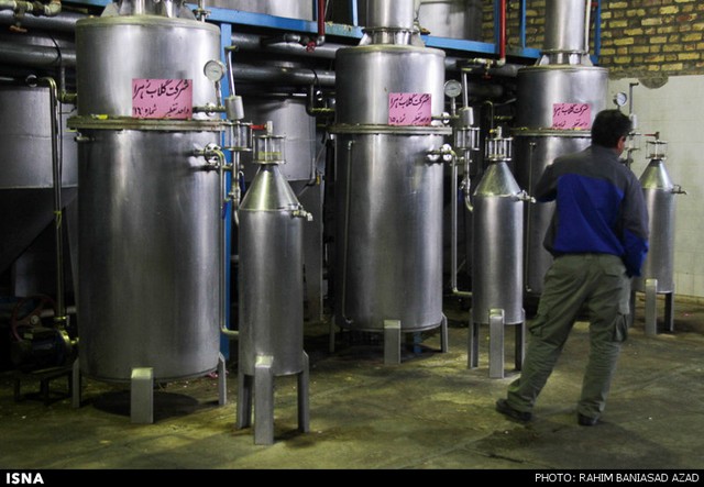 برداشت گل محمدی در لاله زار کرمان (عکس)