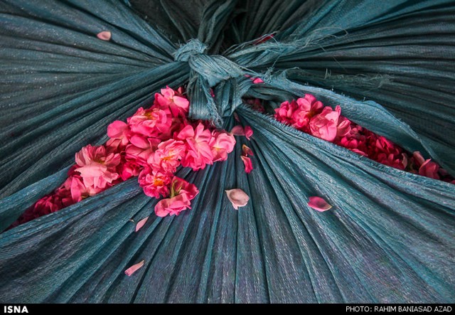 برداشت گل محمدی در لاله زار کرمان (عکس)