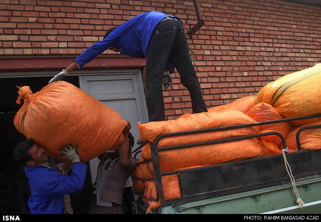 برداشت گل محمدی در لاله زار کرمان (عکس)