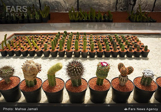 گلخانه جالب در بام خانه زوج تبریزی (عکس)
