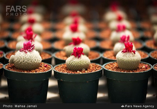 گلخانه جالب در بام خانه زوج تبریزی (عکس)