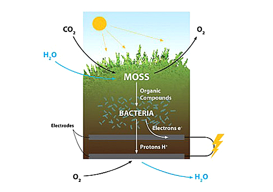 Biophotovoltaics-Moss-Planter-Table-3