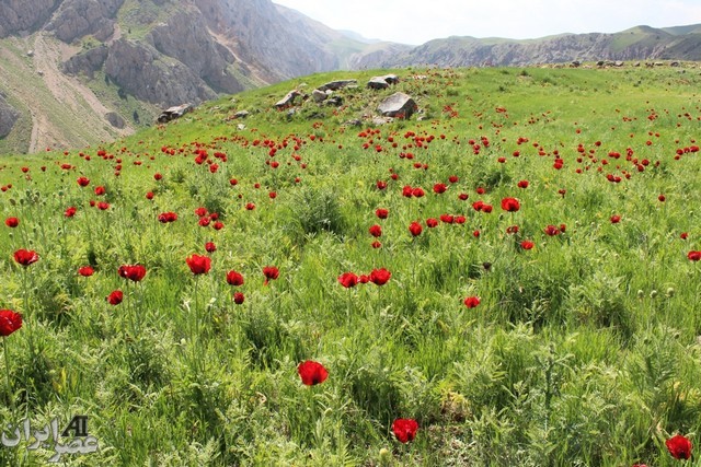 دشت شقایق در دامنه کوه دماوند/ عکس کاربران