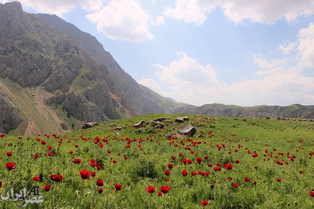 دشت شقایق در دامنه کوه دماوند/ عکس کاربران