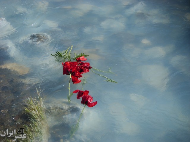 دشت شقایق در دامنه کوه دماوند/ عکس کاربران