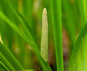 گیاه وج و تقویت حافظه