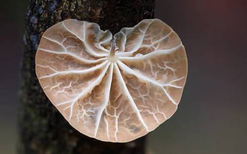 دنیای شگفت انگیز قارچ ها (عکس)