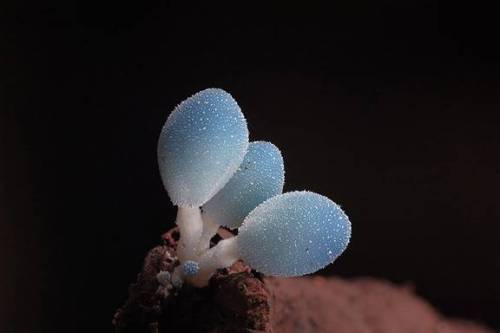 دنیای شگفت انگیز قارچ ها (عکس)