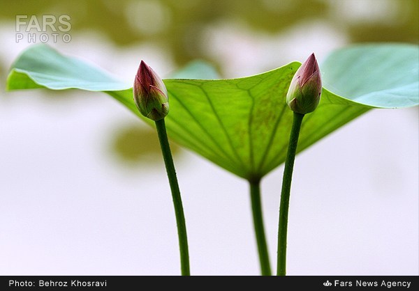نیلوفر آبی در روستای تیر وجان آمل (عکس)