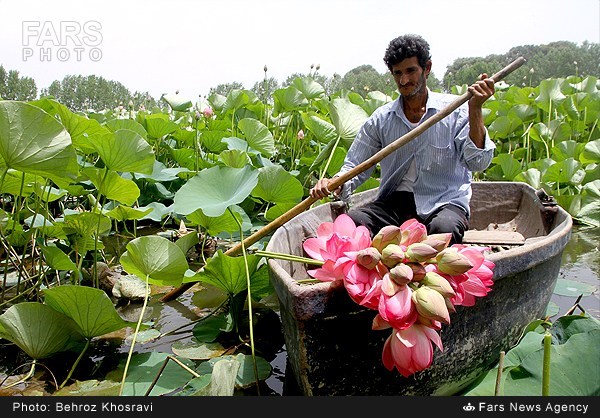 نیلوفر آبی در روستای تیر وجان آمل (عکس)
